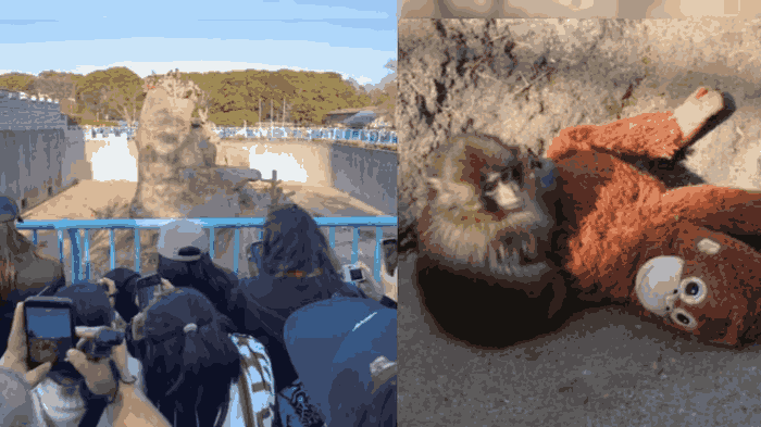 ప్లషీతో